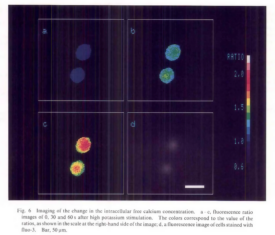 Development Visualization Masahiko HIRANO*, of a Fiber-Optic of Cells Stained Yutaka YAMASHITA** Plate Microscope System and with Fluorescent Dyes