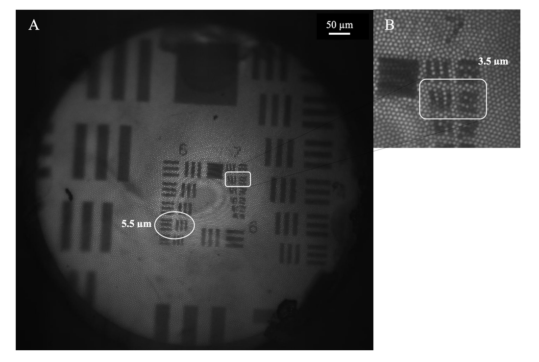 FIBER OPTIC MICRO-ENDOSCOPY FOR DETECTION OF BACTERIA IN EARLY STAGES OF INFECTION