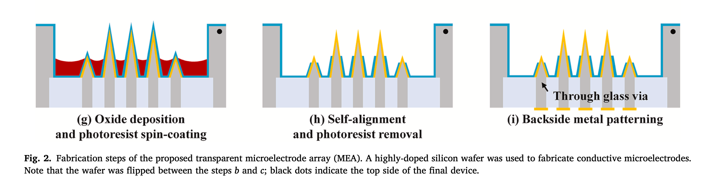 Fabrication of a transparent array of penetrating 3D microelectrodes w ...