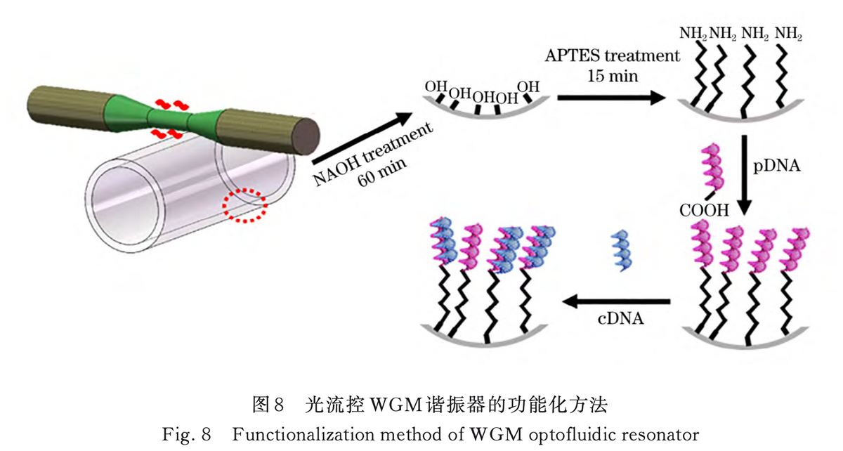 Hollow-Core Optical Fiber Optofluidic DNA Sensor Based on Whispering G ...