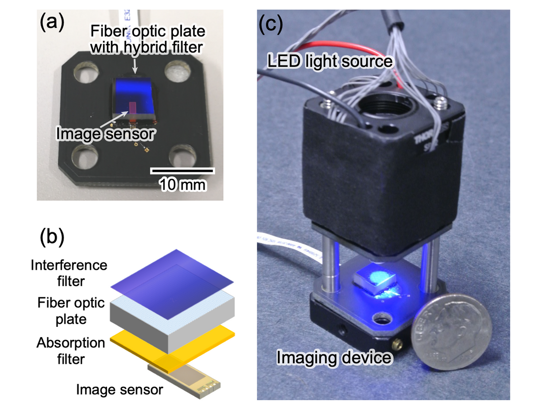 Highly sensitive lens-free fluorescence imaging device enabled by a complementary combination of interference and absorption filters