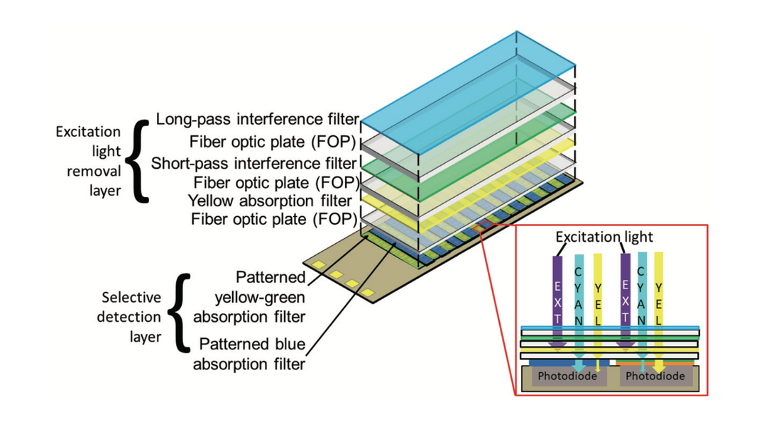 Lens-free Dual-color Fluorescent CMOS Image Sensor for Förster Resonance Energy Transfer Imaging