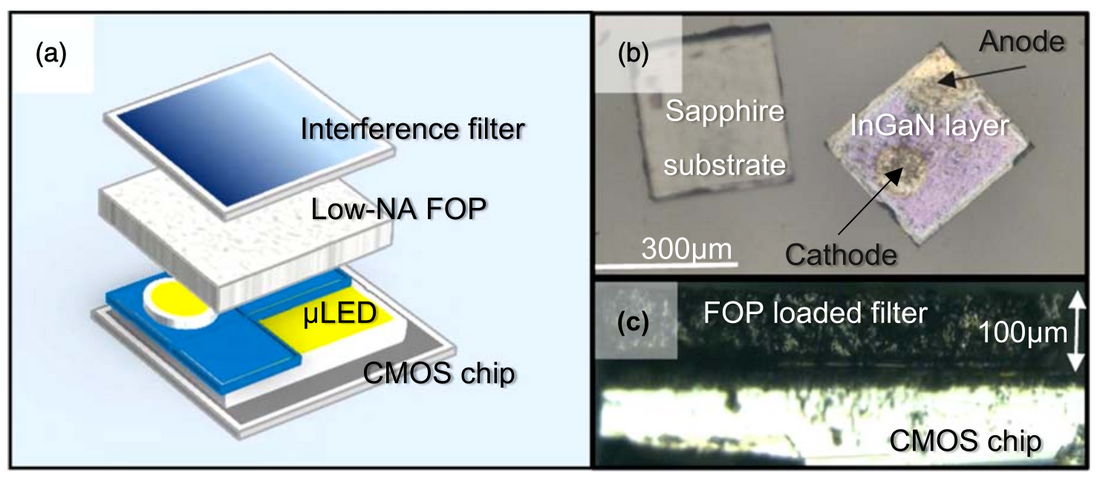 Miniaturized LED light source with an excitation filter for fluorescent imaging