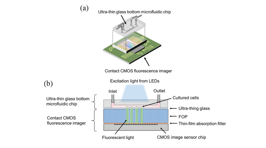 On-chip cell analysis platform: Implementation of contact fluorescence microscopy in microfluidic chips