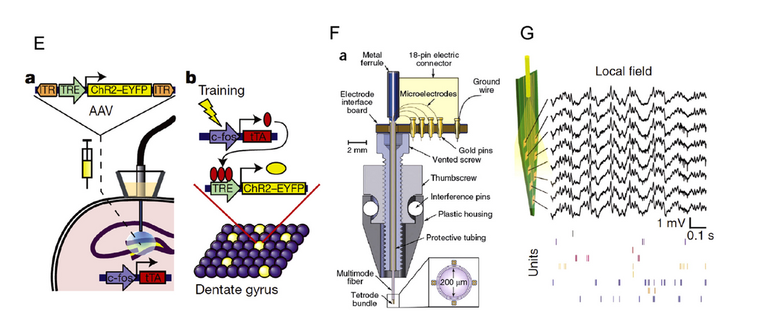 The fiber-optic imaging and manipulation of neural activity during animal behavior